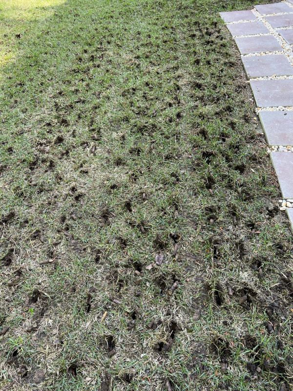 Lawn Aeration and Seeding