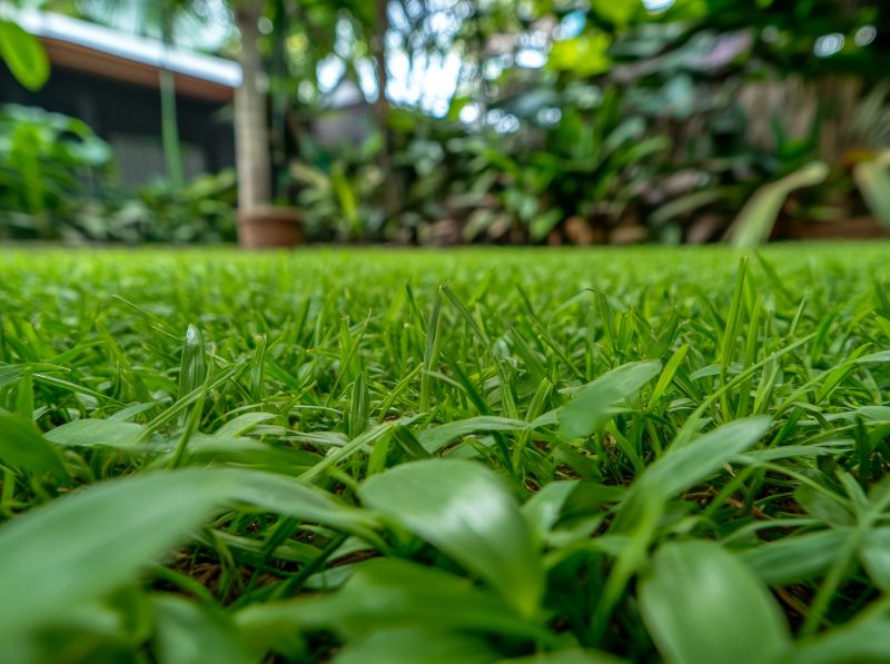 Healthy Lawn